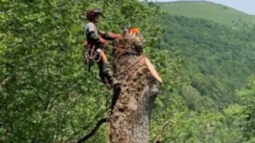 Élagage d'arbres par grimpeur ou nacelle