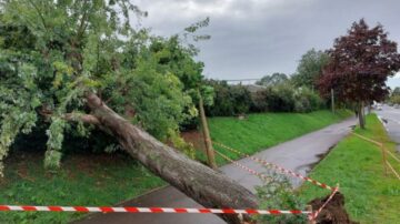 Abattage de vos arbres en urgence